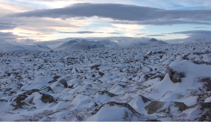 Bilde av steinørken i  Skarven.HFoto ans Sollid