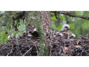 Hønsehauk-ukas naturbilde