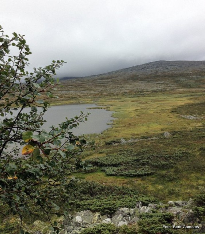 Utsikt fra gamma mot tjønnet. Foto Berit Gomnæs