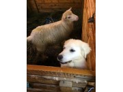 Slovakiske vokterhunder til gards