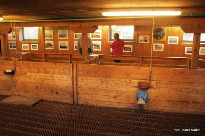 Et ekte fjøsgalleri