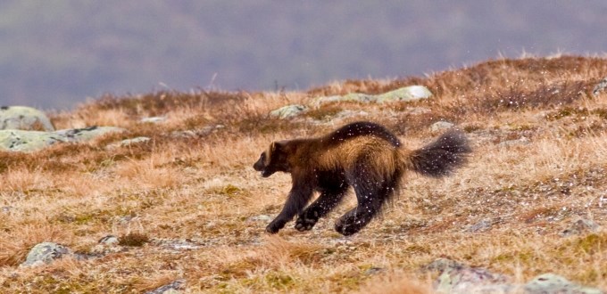 Miljødirektoratet vurderer fortløpende informasjonen som kommer inn gjennom SNOs registreringsarbeid. Foto: Stein Ø. Nilsen
