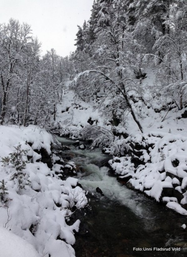 Vinterstemning ved Snørdøla. Foto Unni Fladsrud Vold