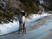 Rensbukk på glattisen