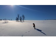 Ukas naturbilde 16/2015