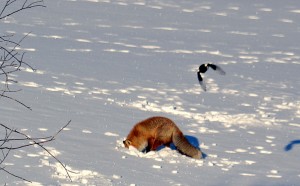 foto Terje Brænd