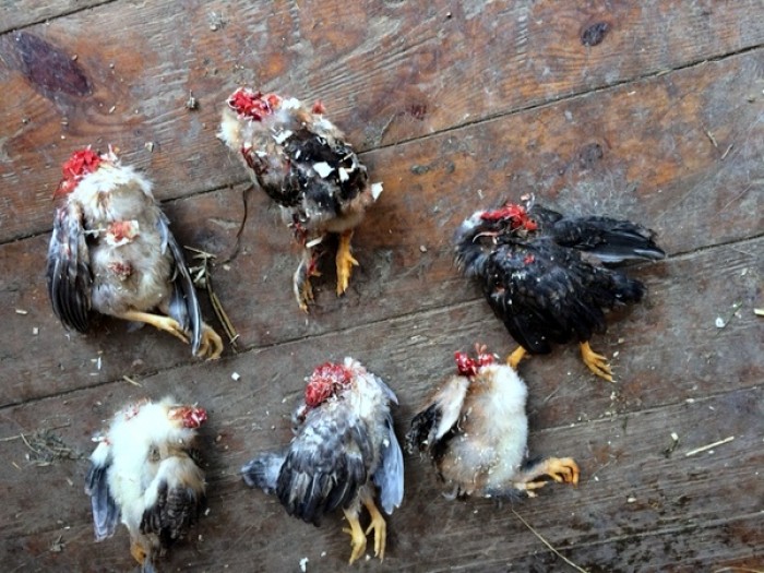 Hvem er synderen? foto Ole Nordahl