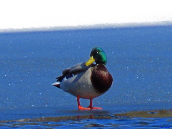 Stokkand foto Dag Lønhøiden