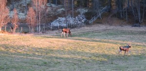 Elg i solnedgang.  Våren er en kjærkommen tid for de fleste av oss, og når snøen trekker seg tilbake fra jordene, begynner det så smått å spire og gro. Dette ferske graset er verdifull mat for planteetere, og de fleste av oss har vel observert hjortedyr i til dels store mengder ute på jordene de siste par-tre ukene.   I Sollia er vi så heldige å ha alle de fire hjortedyrene i skog og fjell, i tillegg til dådyrene på Rondetunet. Elg, hjort, villrein og rådyr er observert i stort antall denne våren, sammen med hare, som det også ser ut til å være mye av i år. Den milde og snøfattige vinteren har nok gjort at overlevelsesprosenten har vært høy det siste året.  Tekst og foto: Ole N.