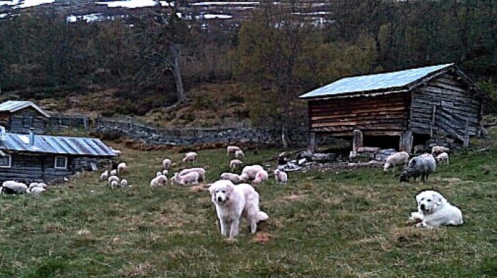 Fred og idyll både for vokterhundene og saueflokken