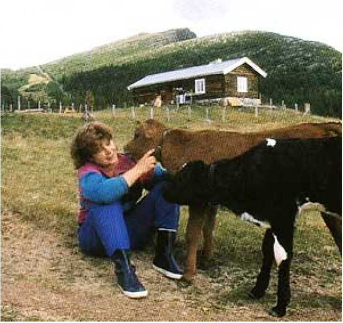 bøjrgkalv
