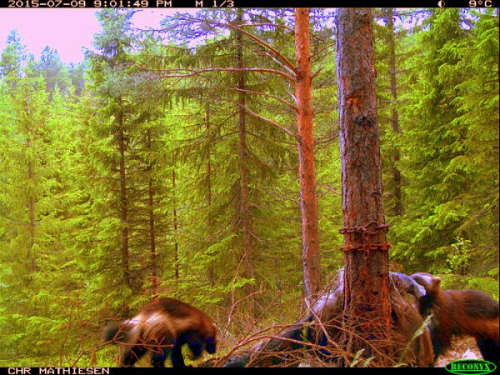 2 jerver på samme "skudd" foto Chr P 's monterte kamera
