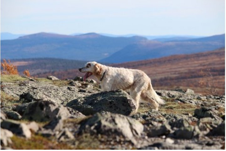 14 år er ingen alder for en fuglhund