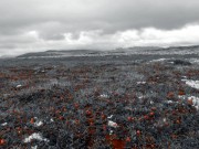 Ukas naturbilde 47/2015