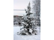 Kom på juletrefest