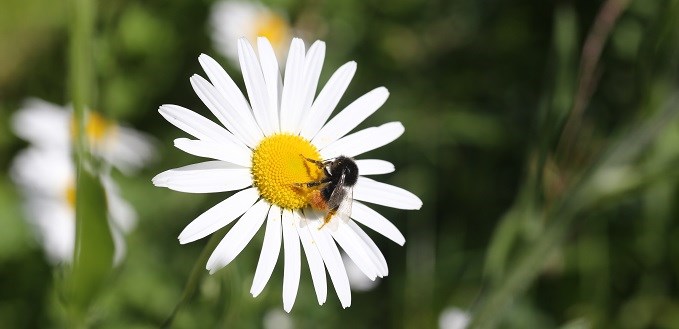 Naturpanelets første rapport slår fast at bier, fluer, sommerfugler, møll, veps, biller, fugler, flaggermus og andre pollinatorer har stor betydning for verdens matproduksjon. Foto: Sissel Rübberdt