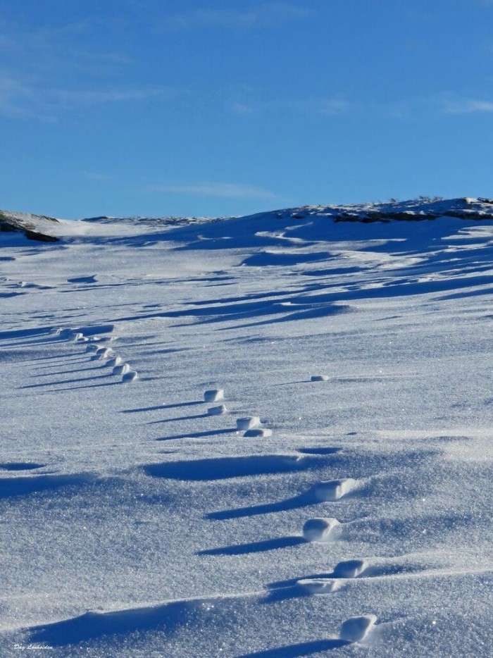 16/02/2016D51	Snøballer av revespor