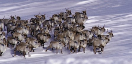 Det er viktig å øke kunnskapen føre den komande villreinjakta etter at det blei påvist CWD hos ei simle. Her ein flokk med simler. Foto:  Jon Erling Skåtan, SNO