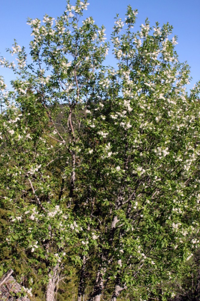 1-Hegg i Solligarden foto Bjørn Brænd