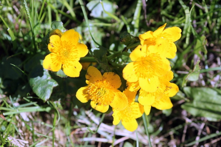 1-Bekkeblom enkeltblomst foto BB