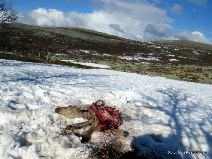 Foto av Renskadaver. Foto Mari Røstum Lien