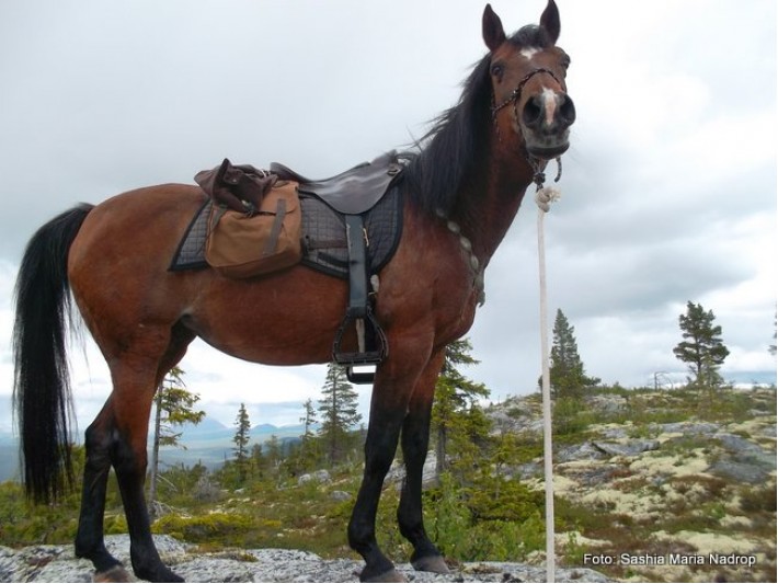Både hesten Schanteh og toppen var verdt et skue