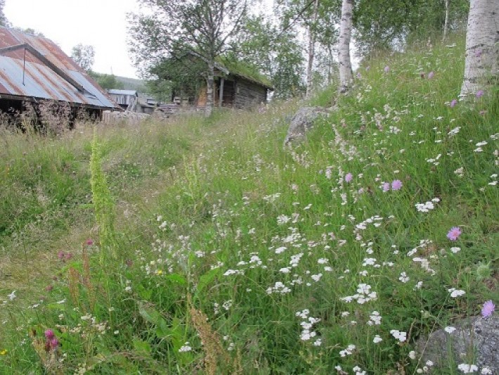 Blomstereng i fossen. Foto Hans Sollid