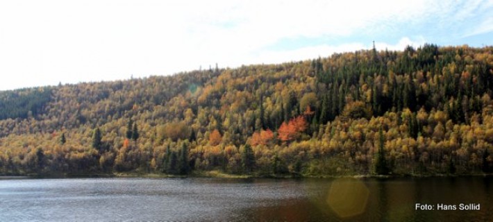 Setningssjølia 2016