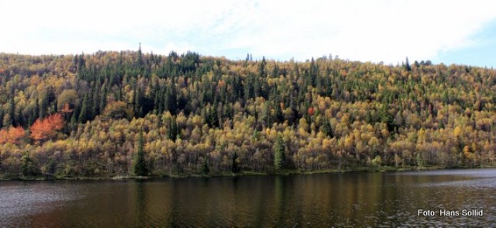 Setningssjølia 2016
