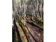 Høstbilder fra Unni Vold