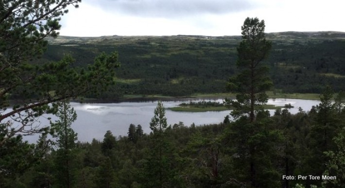 Mye godt elgterreng på vestsida av Finnsjøen