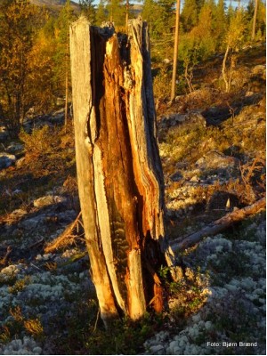 Gammel stubbe fra den store brannen