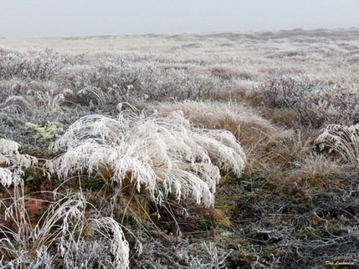 16 1015 hvitrimet gras over hele fjellet DL
