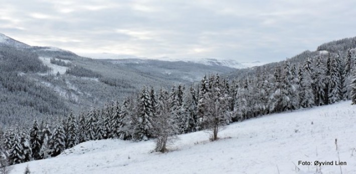 Fra Brandvoll i Ytterdalen