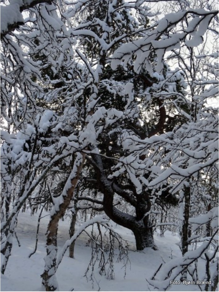 Eventyrskogen