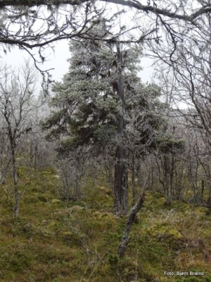 Urskogpreg over skogen 