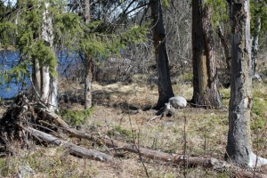 -Naturskog 