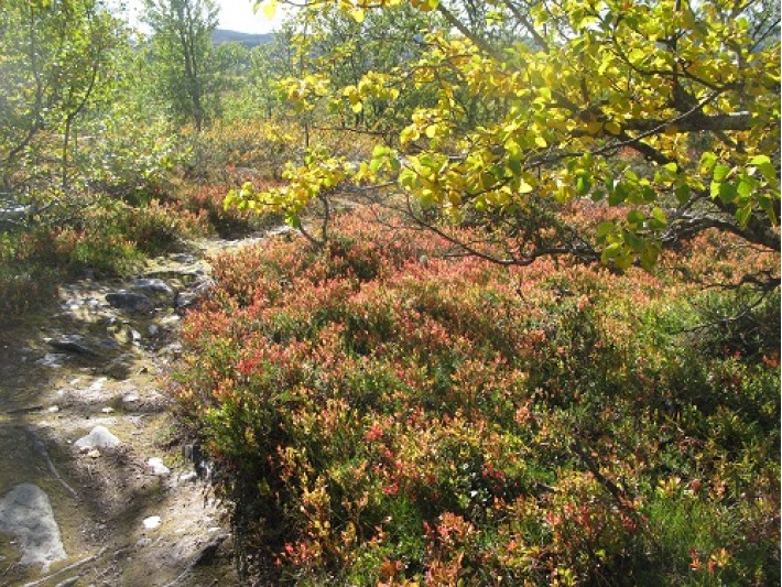 Foto: Hans Sollid