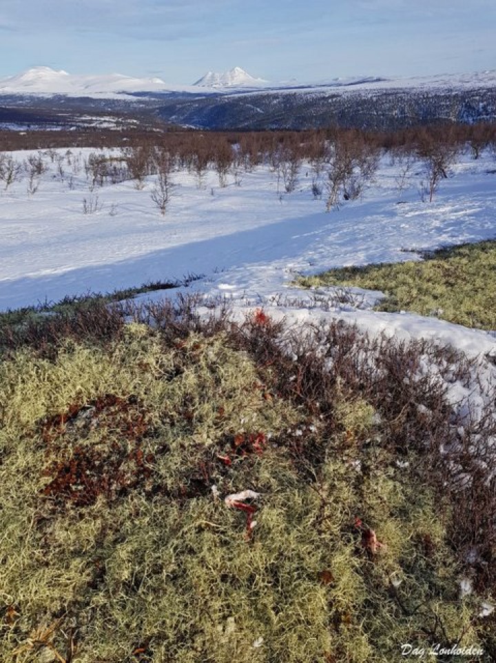 1-10 0225 ribbeplass