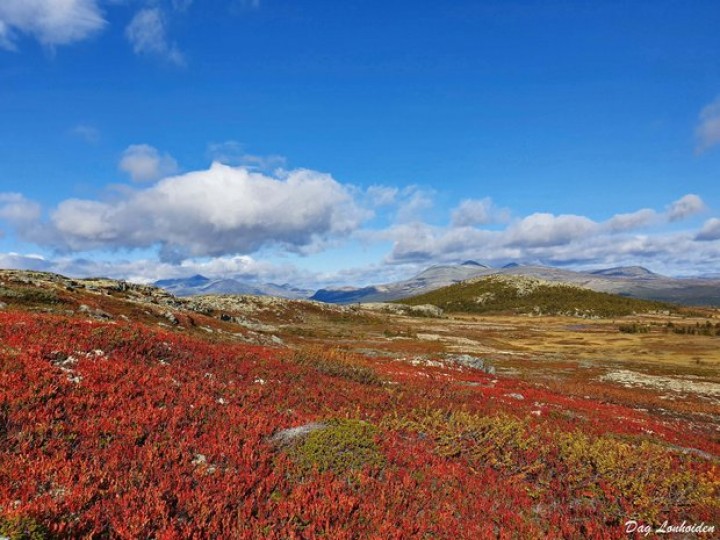 1-19 1005 høstbilde fra Finnsjøfjellet