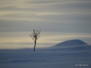 Dagens førjulsbilde fra Mari Røstum  - tirsdag 17.12.2019