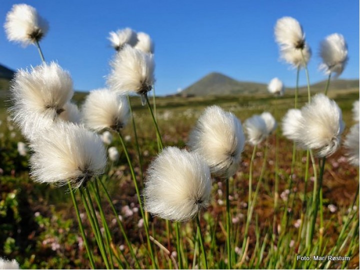 20 0710 sommerkveld på Venabygdsfjellet