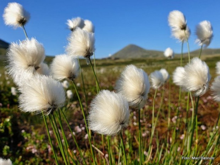 20 0710 sommerkveld på Venabygdsfjellet