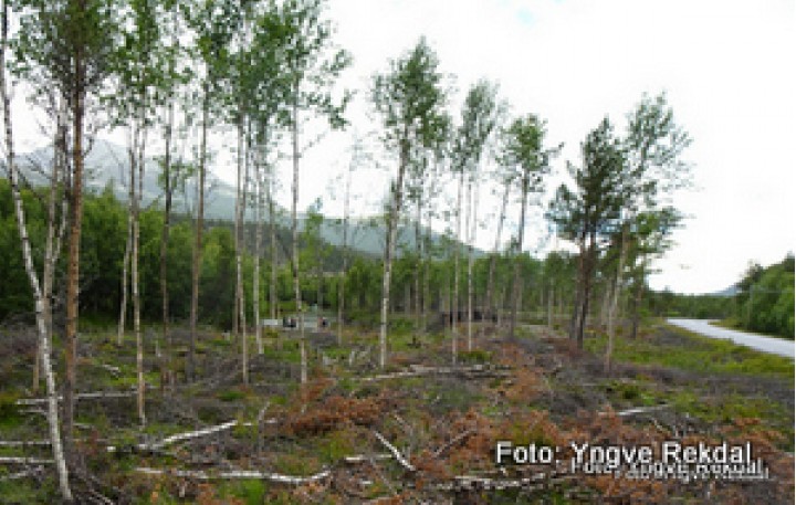20 0715 Skogtynning_Atndalen_Stor-Elvdal_13072020_