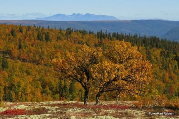 20 0919 fra Finnsjøfjellet