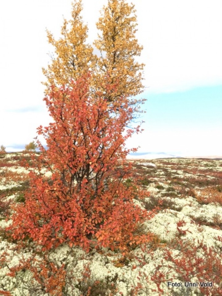 20 1002 natur 1
