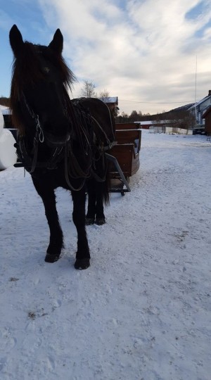 20 1124 første sledeturen