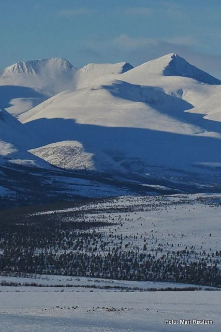 21 0131 rensdyr på Finsjøfjellet