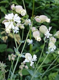 Engsmelle