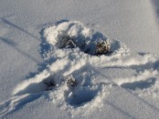 Bilde av elgbeiting Foto Hans Sollid